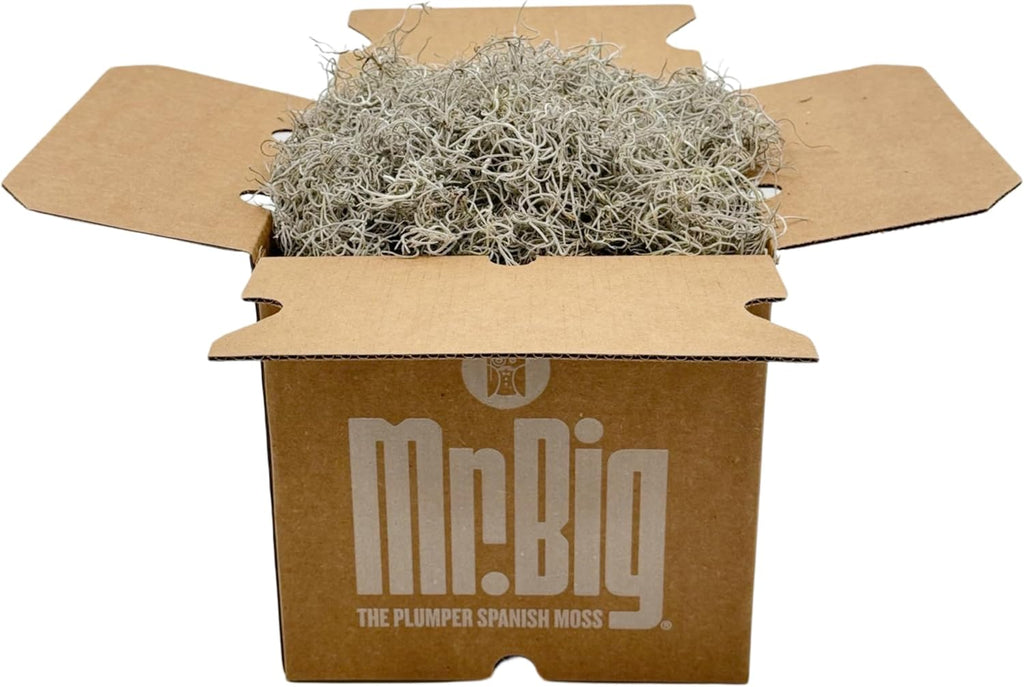 Quality Growers - Mr. Big Fresh Spanish Moss (The Plumper Spanish Moss) - Crafts, Home Decor, Art, Design & DIY Projects - Non-Toxic - Made in USA - Natural, Box