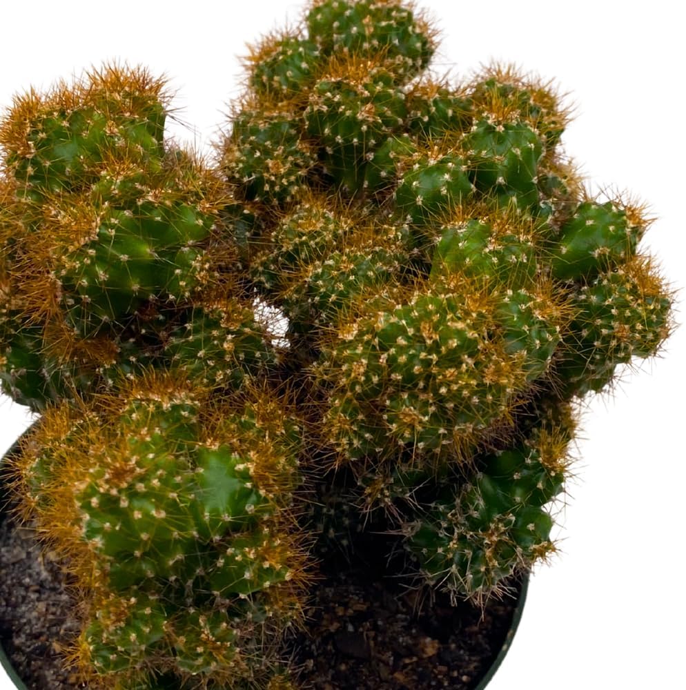 BubbleBlooms Peruvian Apple Cactus, Cereus repandus, in 4 inch Pot, Crested, Clumped Rare Cacti