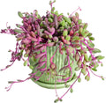 4" Ruby Necklace with Green Stripe Pot, Live Othonna capensis L.H.Bailey Succulent, Purple Hanging Trailing House Plant for Home Office Wedding Decoration DIY Project Party Favor
