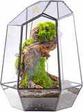 NCYP Close Geometric Glass Terrarium with Door - 9.8 inches Tall Irregular Planter for Succulents, Small Cacti, Modern Home Garden Tabletop Decor, Black, Handmade (Plants NOT Included)
