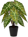 Briful Fake Plant Real Touch Artificial Alocasia Bambino Plant in Black Nursery Pot Faux Alocasia Polly Houseplant for Shelf Tabletop Centerpieces Farmhouse Home Décor, Yellow Green