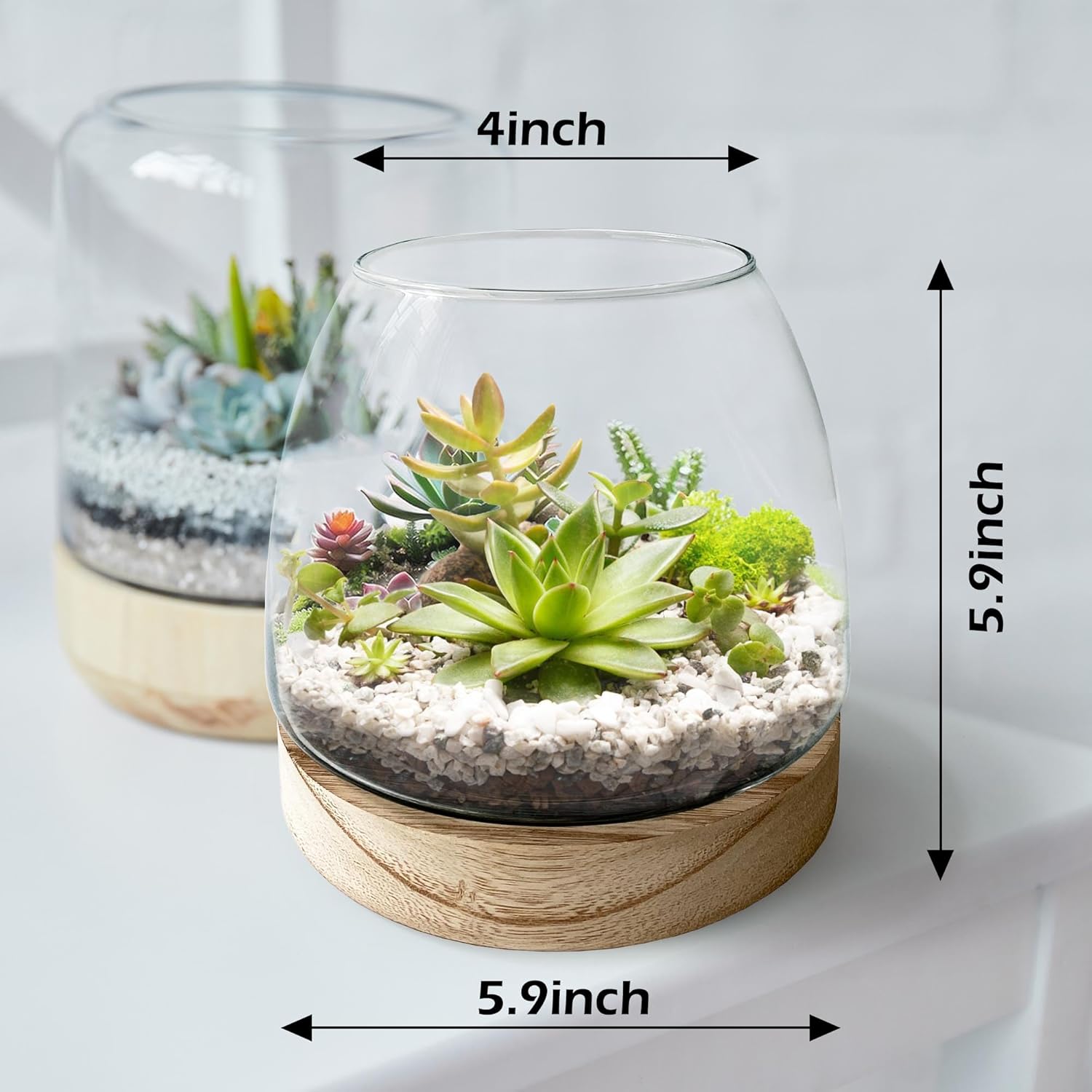 6 Inch Plant Glass Terrarium with Removable Wooden Base for Succulents Glass Bowl for Air Plant Cactus Moss (Plants not Included)