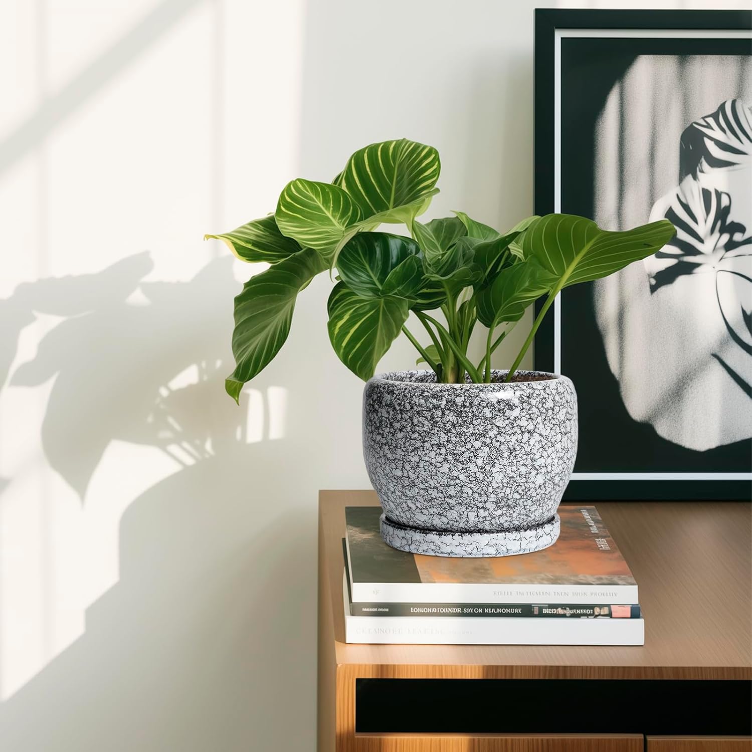 SQOWL Ceramic Pot for Plants - 6 Inch Ceramic Planter for Indoor Outdoor, Decorative Plant Pot with Drainage Hole and Saucer, Round Planter for Flower, Bedroom Decor, Garden Gifts, Black and White