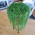 String of Pearls Plant in 4 Inch Pot, Live Succulent Vine, Houseplant, String of Pearls Live Plant for Home Decoration