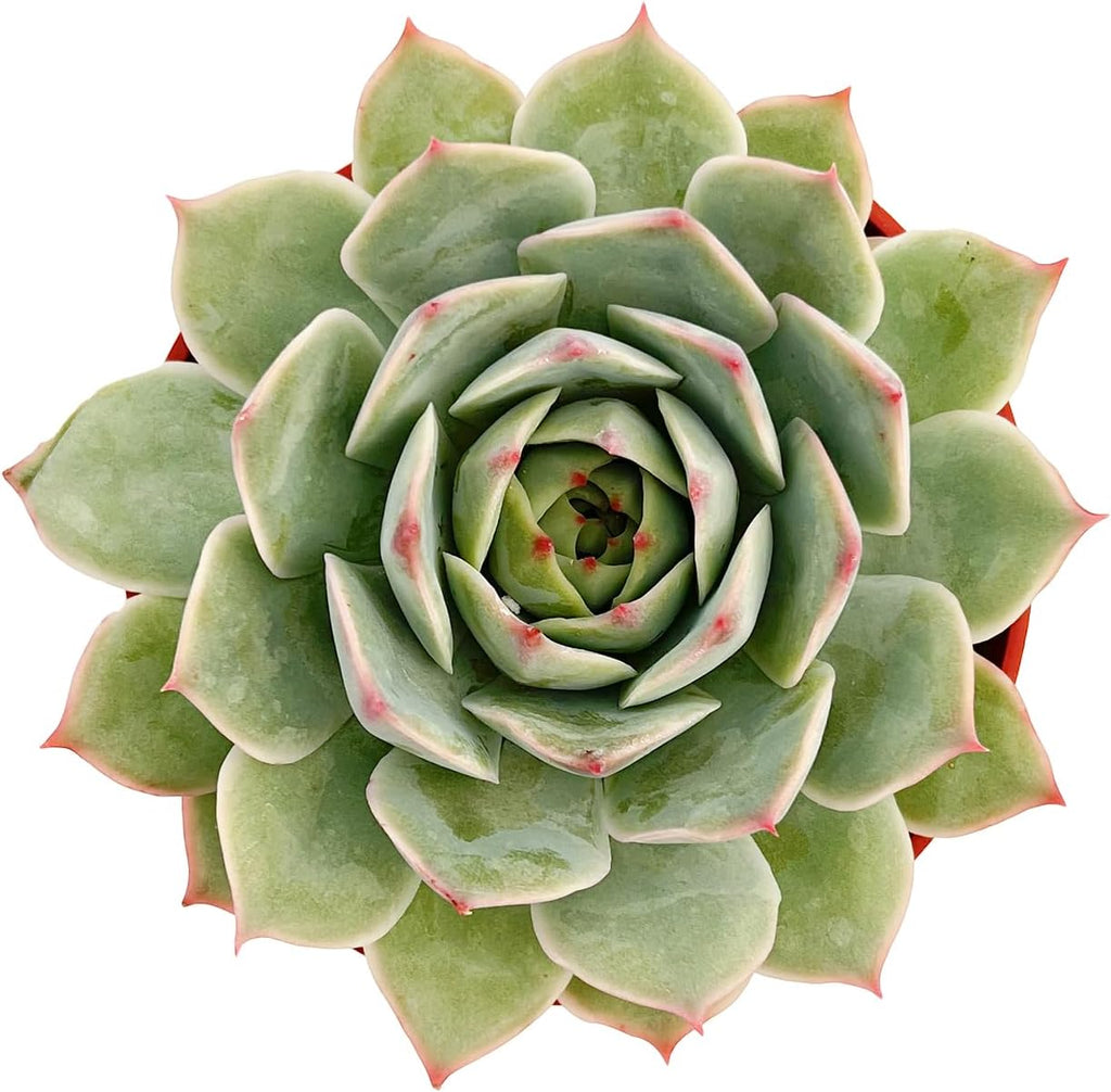 Live Succulent Plants Echeveria 'Pink Tips', Easy Care Potted Succulents in 4" Pots, Indoor Houseplant, Unique Gifts, Home Office Décor