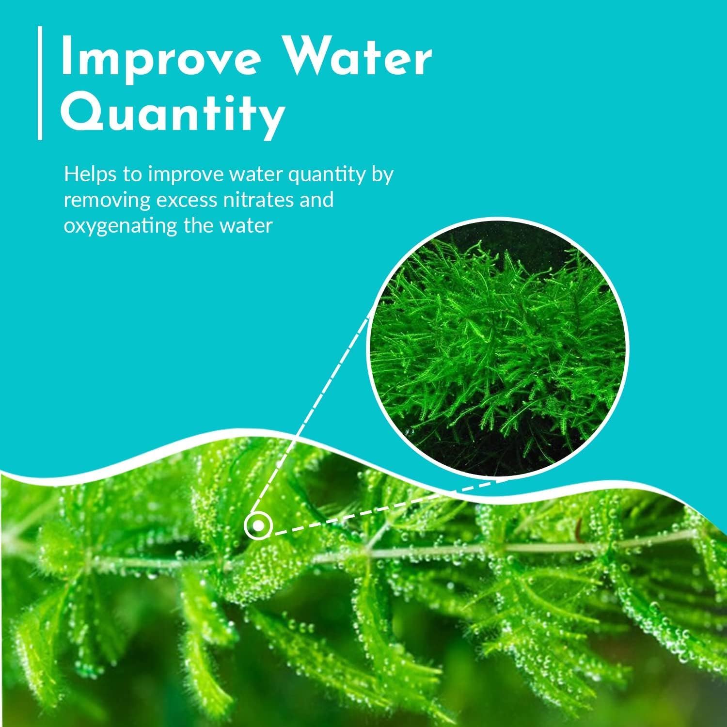 Live Aquarium Hornwort Coontail Bunch Plants - Excellent Oxygenator - Easy to Maintain Plant - Removing Excess Nitrates - Promote High Water Quality - 3-5 Stems Per Bunch - Pack 1