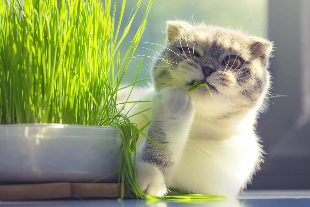 Gardenera Premium Cat Grass Potting Mix - Provide Your Feline Friend with a Natural and Nutritious Snack - 1 Quart