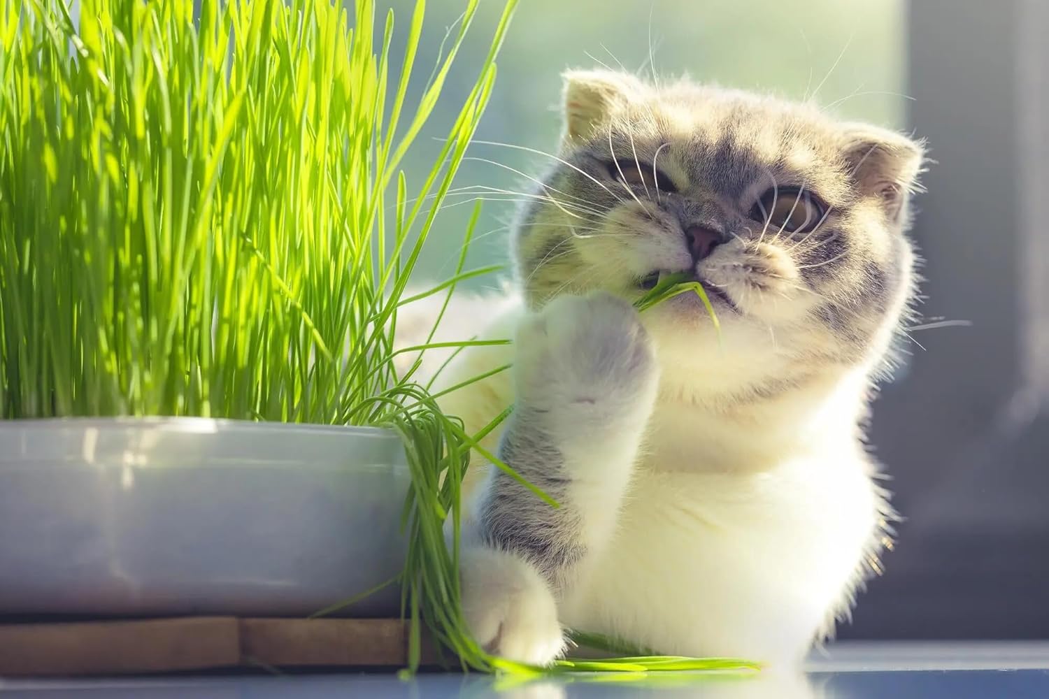 Gardenera Premium Cat Grass Potting Mix - Provide Your Feline Friend with a Natural and Nutritious Snack - 1 Quart