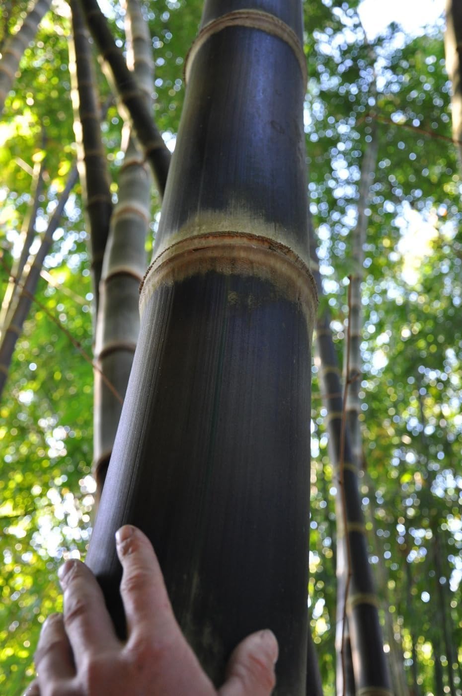 Black Bamboo | Dendrocalamus Asper Hitam | 2 Live Gallon Size Plants | Exotic Tropical Decor | Fast Growing Privacy Screen | Unique & Hardy