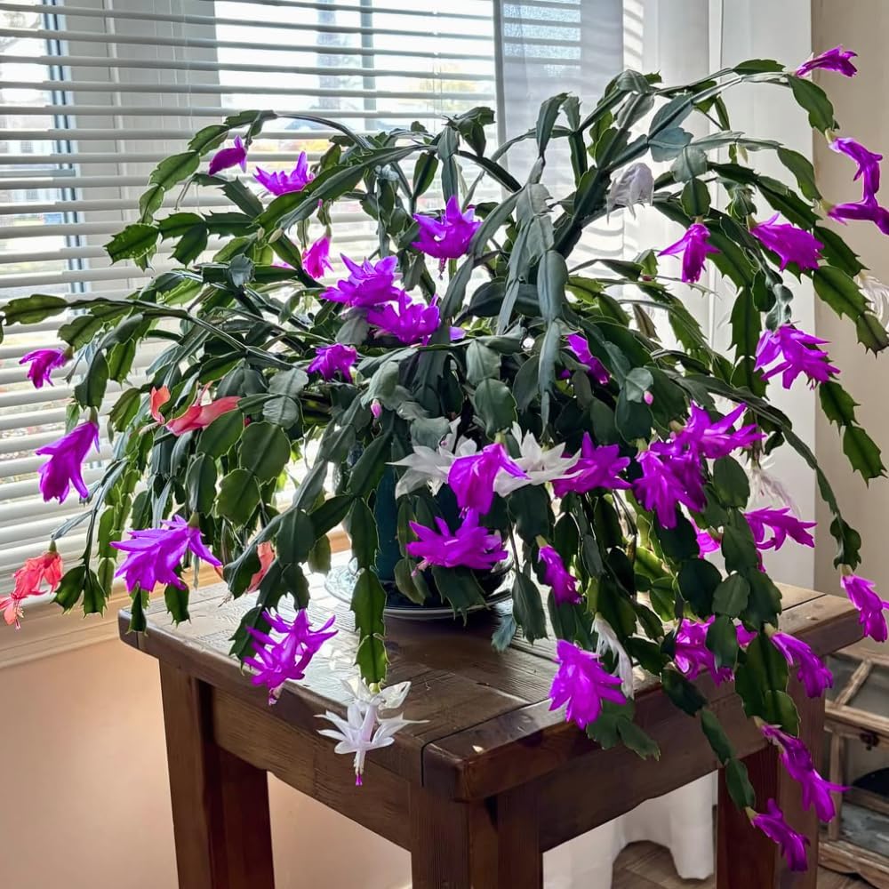 Purple Christmas Cactus Live Plant, Holiday Cactus Live for Indoor Outdoor Garden, 4 Inches Pot