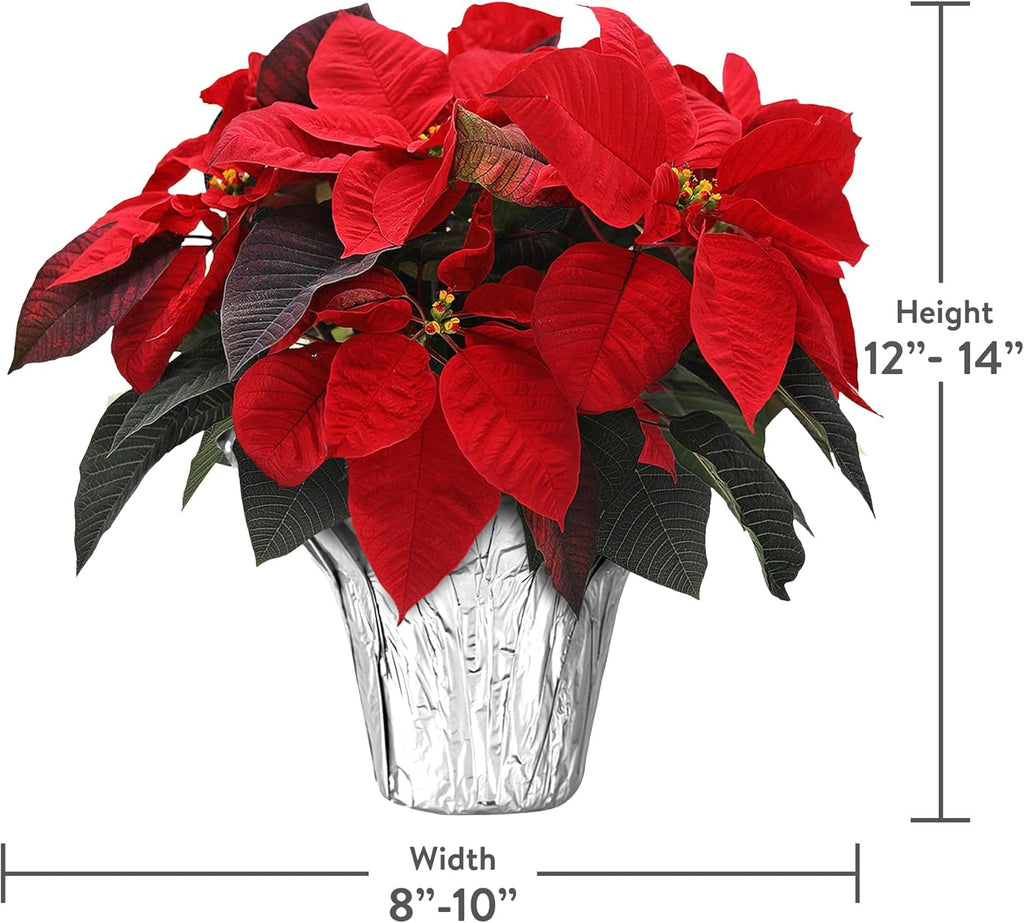 Wild Interiors Green Circle Growers 6-Pack Live Red Poinsettia Plants in 6-Inch Grower Pots with Silver Decorative Covers – Festive Holiday Houseplants for Seasonal Home Décor & Gifting