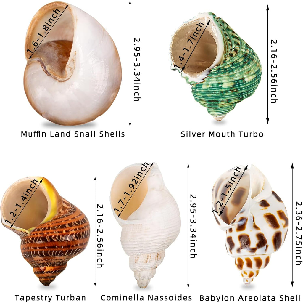 5PCS Medium and Large Hermit Crab Shells | Natural Sea Conch Size 2.2" - 3.4", Opening Size 1.5" - 2" | Turbo Seashells for Hermit Crab Supplies and Beach Decoration Medium Large Sea Shell