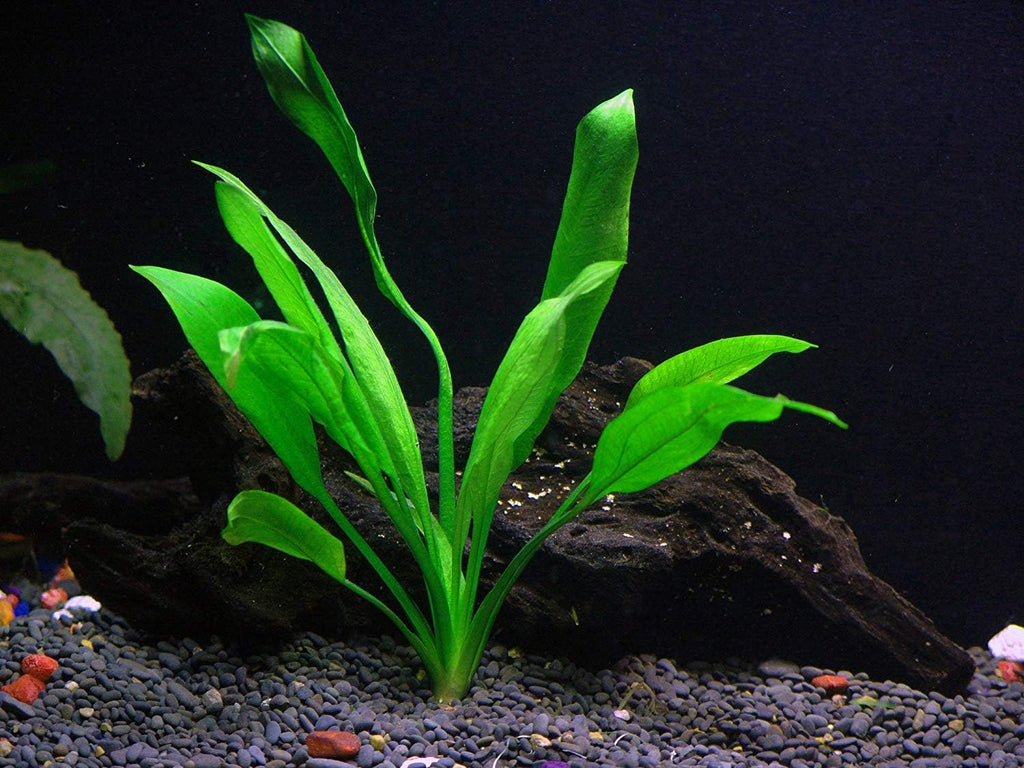 Potted Live Aquarium Plants Bundle - Easy and Snail Free Aquatic Plants (6 Pots)