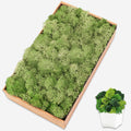 Preserved Moss for Crafts Chartreuse Reindeer Moss for Potted Plants, Craft Decorative Moss Decor for Wall Art, Dried Moss(7oz, Chartreuse)