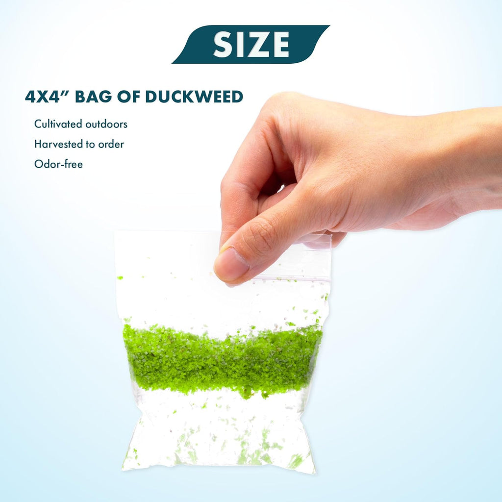 SubstrateSource Live Duckweed (Odorless) - Floating Plant for Freshwater Aquascaping, Turtle Food, Goldfish, Koi, Pond, Terrarium, Betta Fish Tank - Lemna Minor (Aproximately 2000 Plants), 4x4 Bag