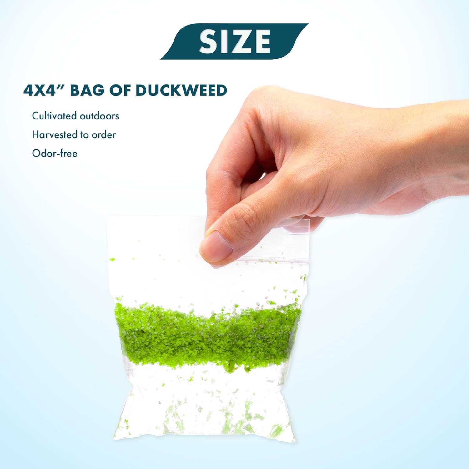 SubstrateSource Live Duckweed (Odorless) - Floating Plant for Freshwater Aquascaping, Turtle Food, Goldfish, Koi, Pond, Terrarium, Betta Fish Tank - Lemna Minor (Aproximately 2000 Plants), 4x4 Bag