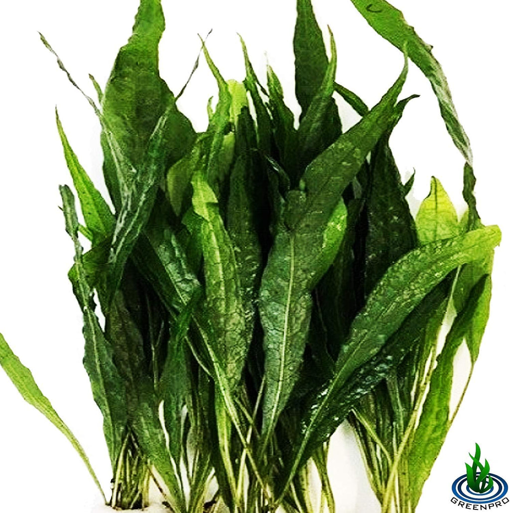 (20+ Leaves) Microsorum Pteropus Java Fern Live Aquarium Plant Tall Bunch Aquatic Fish Tank Decoration