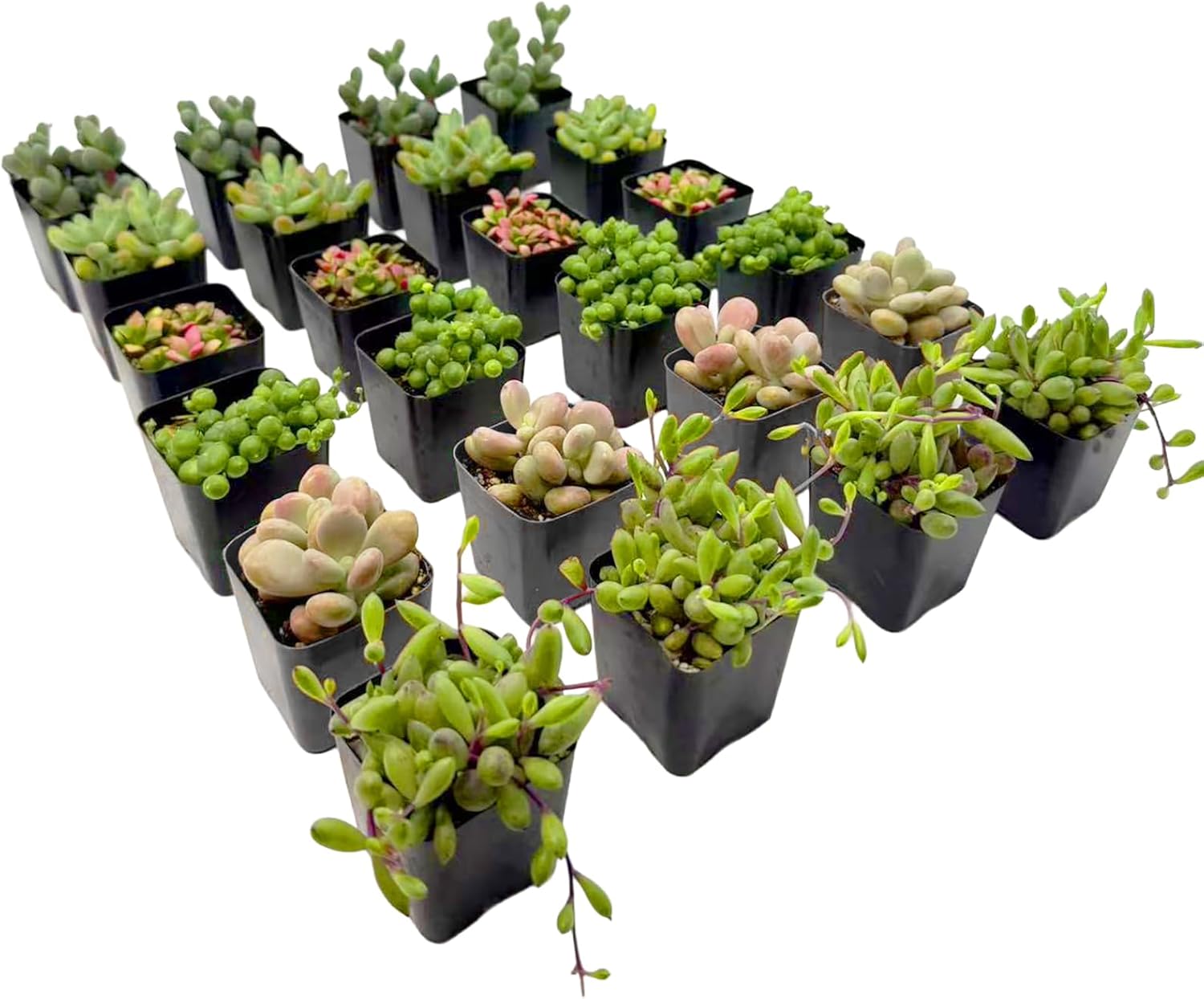2 Inch Assorted Succulent Plants - Live Mixed Rosette & Unique Succulent Variety Pack, Healthy Rooted Succulents for Indoor/Outdoor Decor, Terrarium, DIY Garden & Gift (24-Pack)