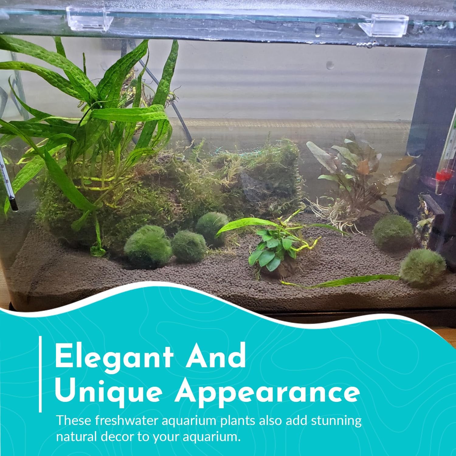 Cryptocoryne (Wendtii Brown) - Different Coloration - Aquascaping Plant - MidGround Positioning - All Natural & Organic Aquatic Plant - Long Lasting & Easy to Care - Small