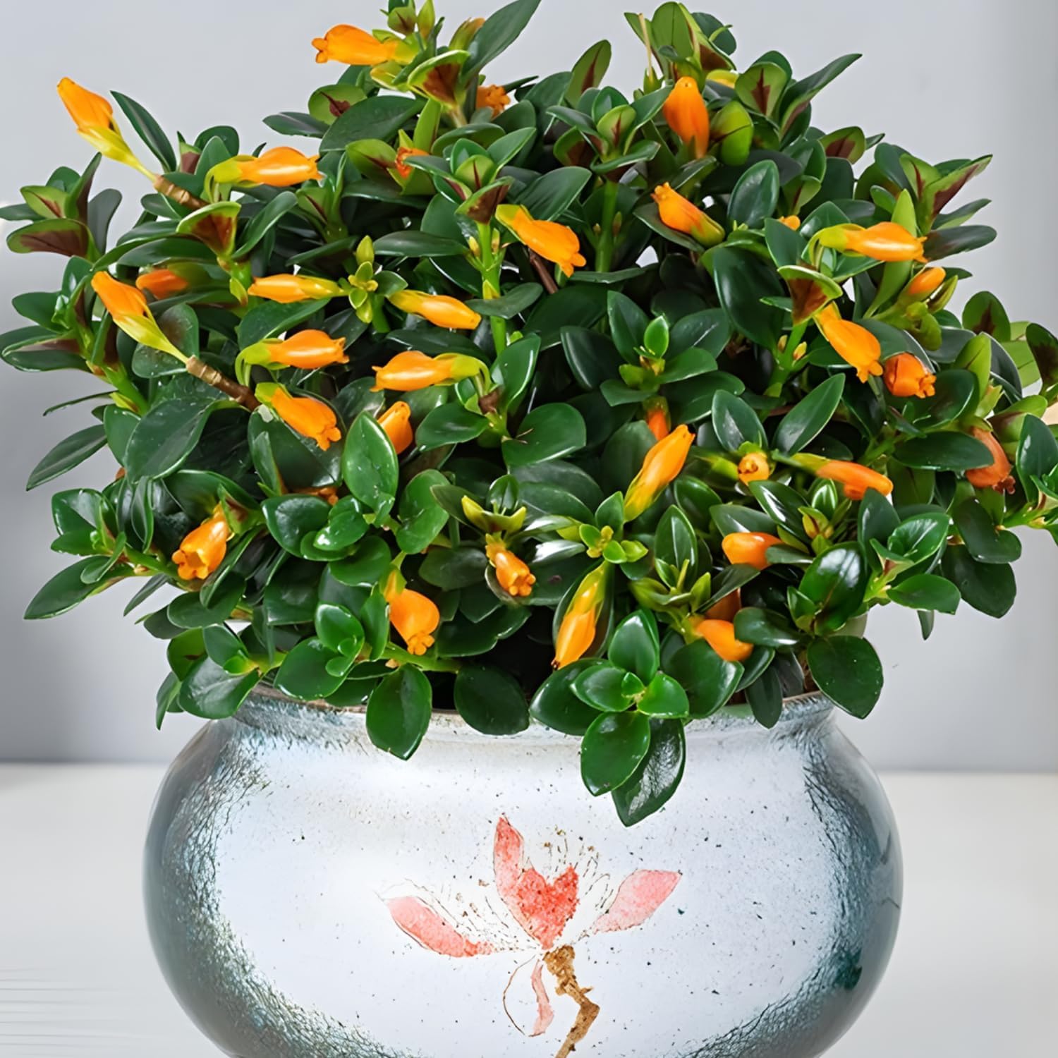 Goldfish Plants Live Houseplants | Live Columnea Nematanthus in 4-Inch Pot | Colorful Trailing Goldfish Plant for Indoors | Perfect for Tables & Home Décor | Ideal Gift for Plant Lovers