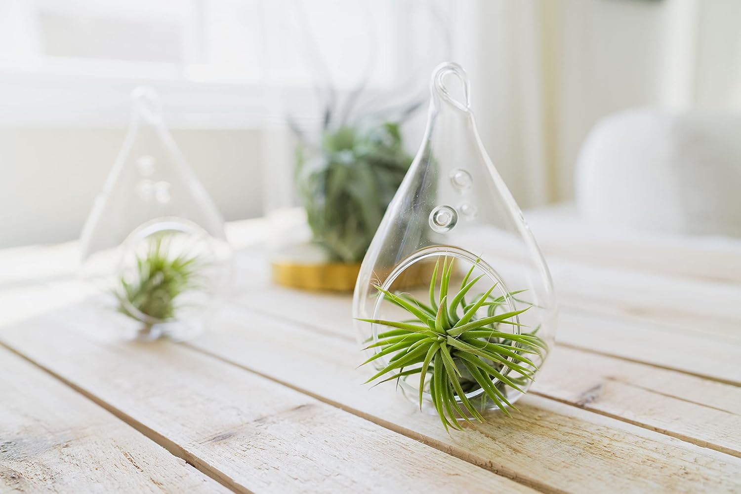 Air Plant Shop 12 Pack Assorted Ionantha Air Plants - Wholesale and Bulk - Succulents - Live Tillandsia - Easy Care Indoor and Outdoor House Plants