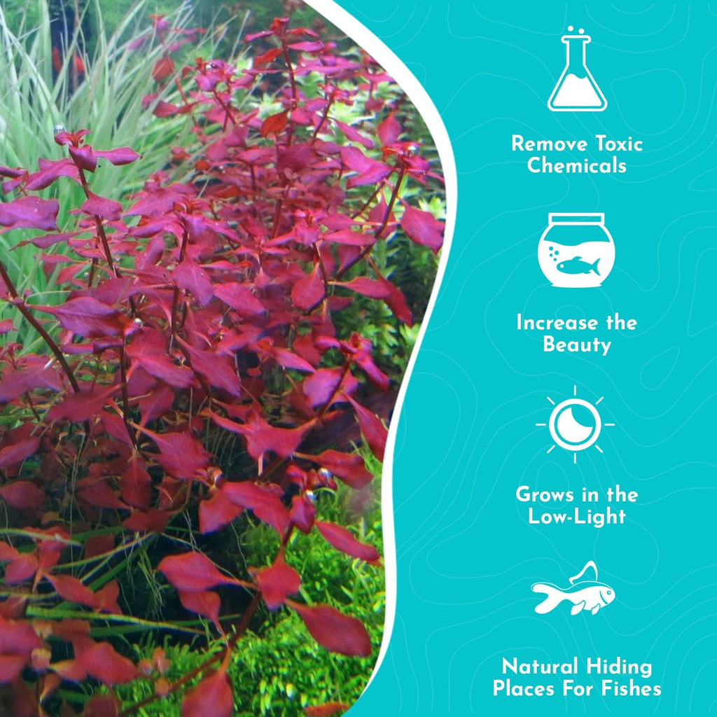 Live Aquarium Ludwigia Repens Plants - Great Background for Fish - Long Lasting & Easy to Maintain - Suitable for Summer & Winter - Natural Oxygenator - Bunch - Dark Red