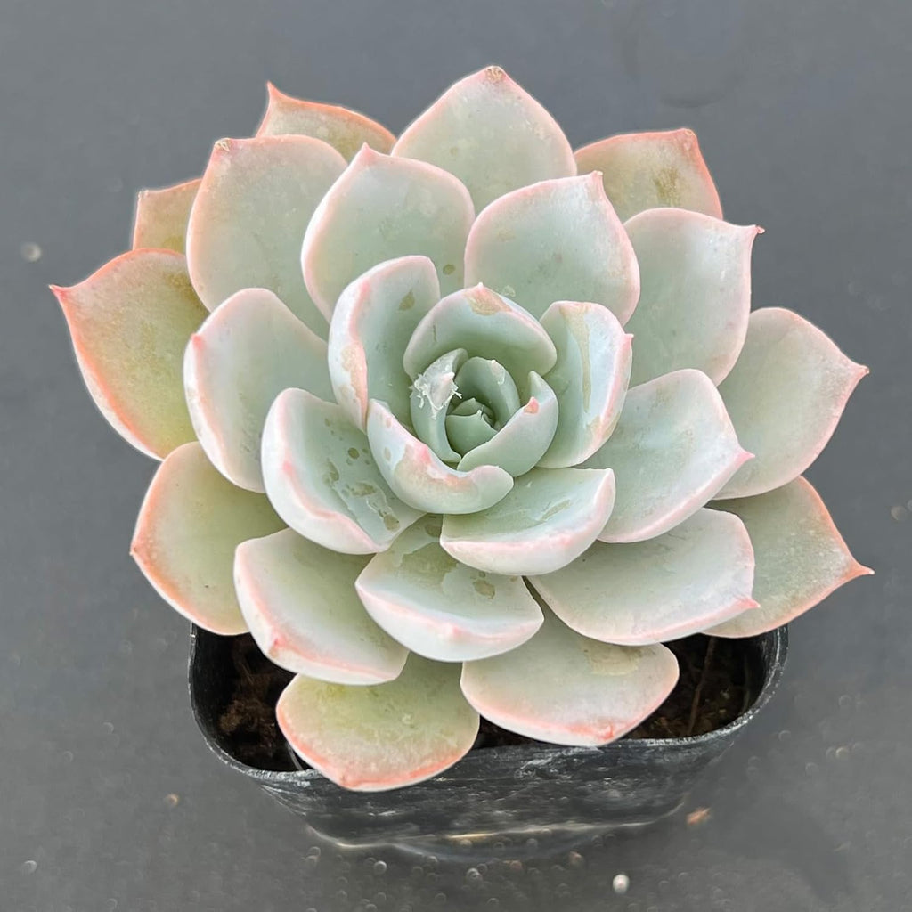 Sprout N Green Pink Succulents Collection, 3 Live Succulent Plant Fully Rooted in 2 inch Starter Pot, Home Office Indoor Outdoor Wedding Decoration DIY Projects Party Favor