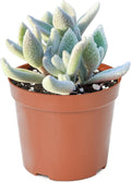 Live Succulent Plants Snow White Panda Plant, Easy Care Potted Succulents in 4" Pots, Indoor Houseplant, Unique Gifts, Home Office Décor