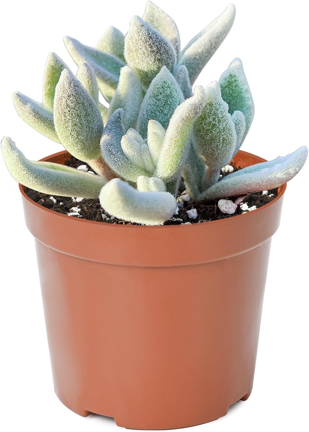 Live Succulent Plants Snow White Panda Plant, Easy Care Potted Succulents in 4" Pots, Indoor Houseplant, Unique Gifts, Home Office Décor