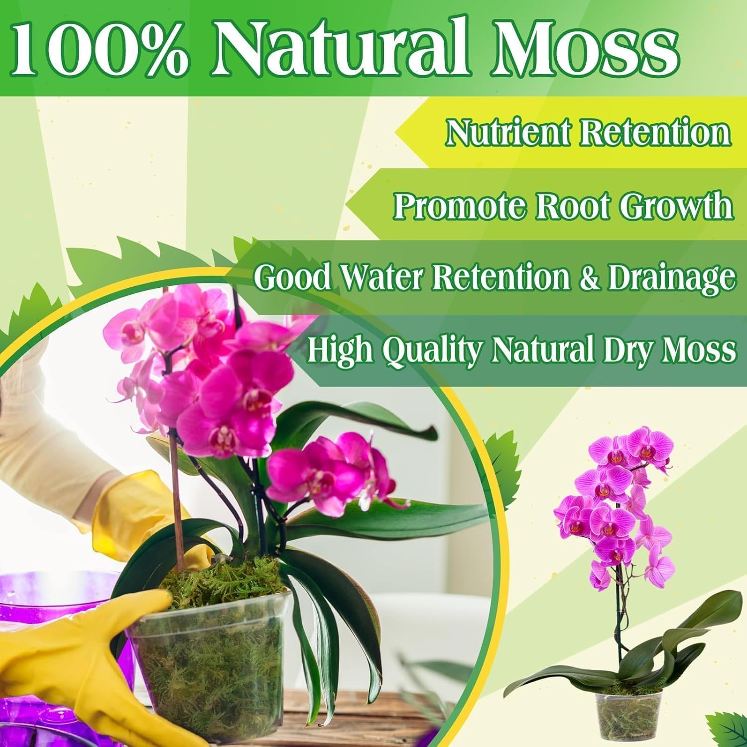 Halatool 6OZ Green Moss for Indoor Plants, 8QT Orchid Moss for Repotting, Forest Moss for Potted Plants, Real Moss for Succulent Carnivorous Houseplant Terrariums Garden Reptiles