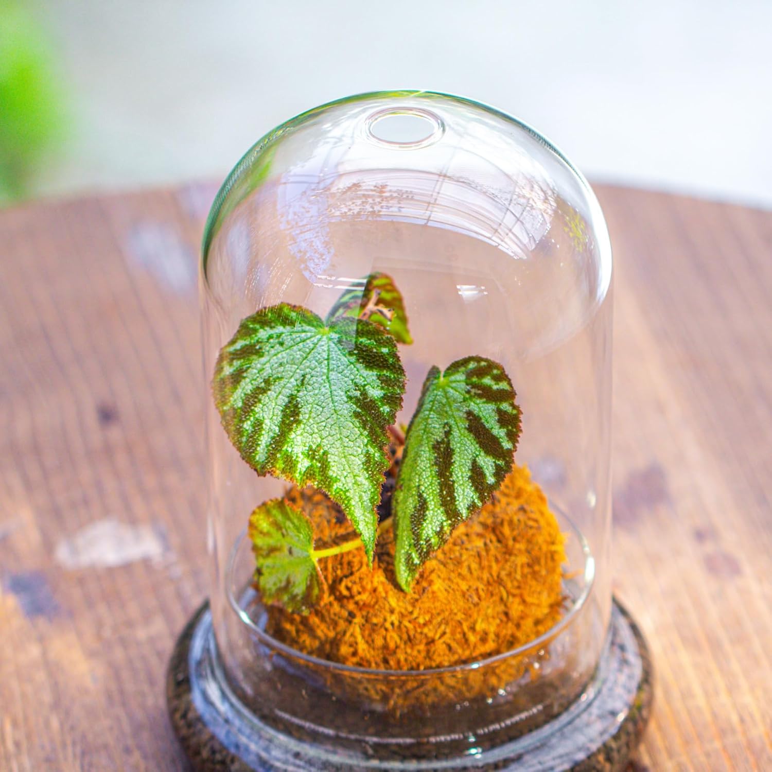 NCYP Glass Dome Cloche with Base and Air Hole - 5.9 x 5.9 x 8.2 Inches Indoor Tabletop Display Terrarium for Plant, Flower - Home Modern Decoration, Clear (No Plants)