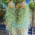 Spanish Moss Tillandsia Air Plants, Spanish Moss Plant Live, 1 to 2 Feet Long, Succulent Plants Live for Gardening Indoor Outdoor