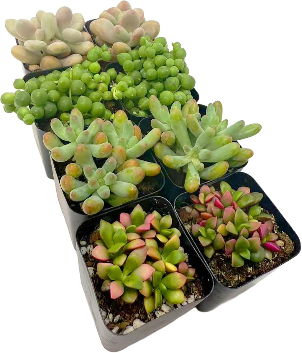 2 Inch Assorted Succulent Plants - Live Mixed Rosette & Unique Succulent Variety Pack, Healthy Rooted Succulents for Indoor/Outdoor Decor, Terrarium, DIY Garden & Gift (8-Pack)