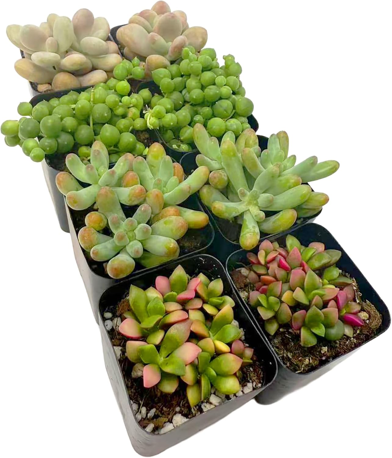 2 Inch Assorted Succulent Plants - Live Mixed Rosette & Unique Succulent Variety Pack, Healthy Rooted Succulents for Indoor/Outdoor Decor, Terrarium, DIY Garden & Gift (8-Pack)