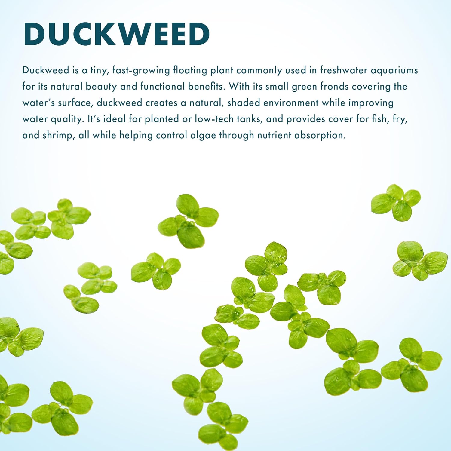 SubstrateSource Live Duckweed (Odorless) - Floating Plant for Freshwater Aquascaping, Turtle Food, Goldfish, Koi, Pond, Terrarium, Betta Fish Tank - Lemna Minor (Aproximately 2000 Plants), 4x4 Bag