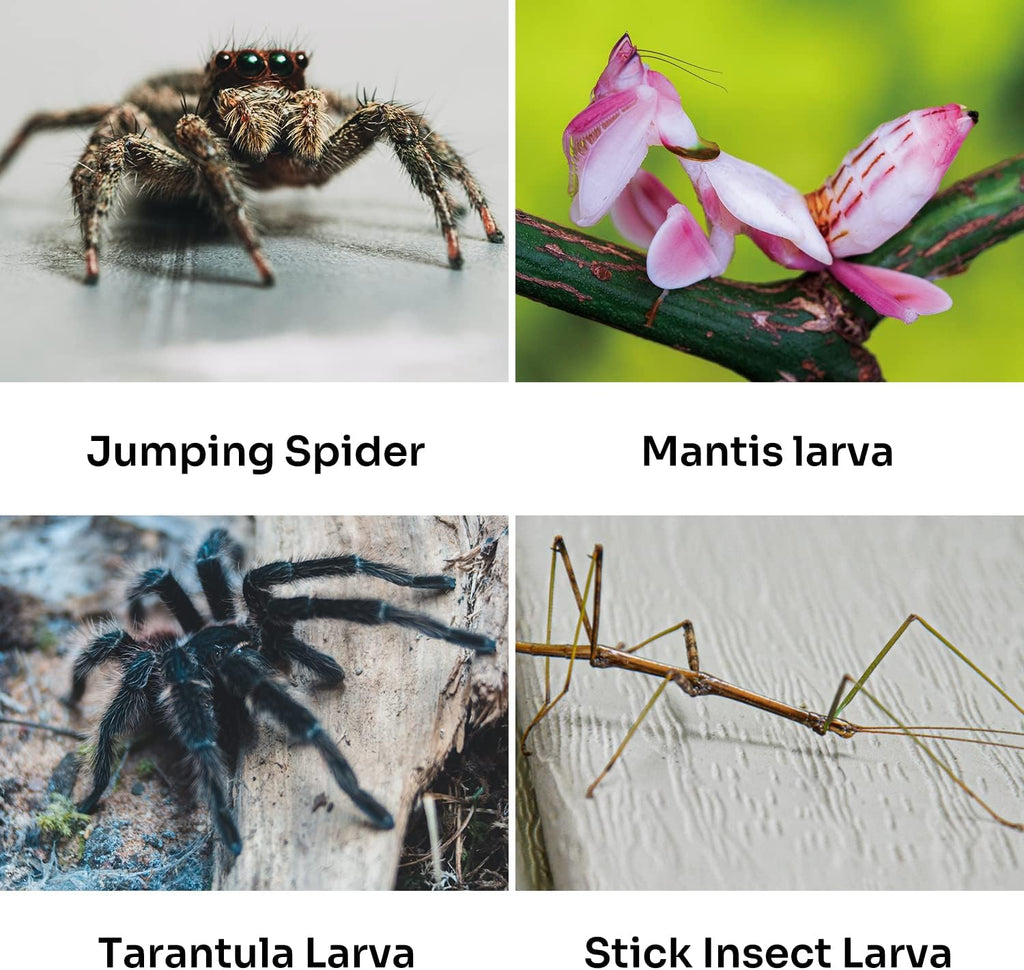 REPTI ZOO Acrylic Reptile Terrarium, Full View Acrylic Jumping Spider Enclosure 4" x 4" x 8", Vertical Feeding Box for Small Reptiles and Invertebrates, Mantis, Spider, Cricket, Tarantula