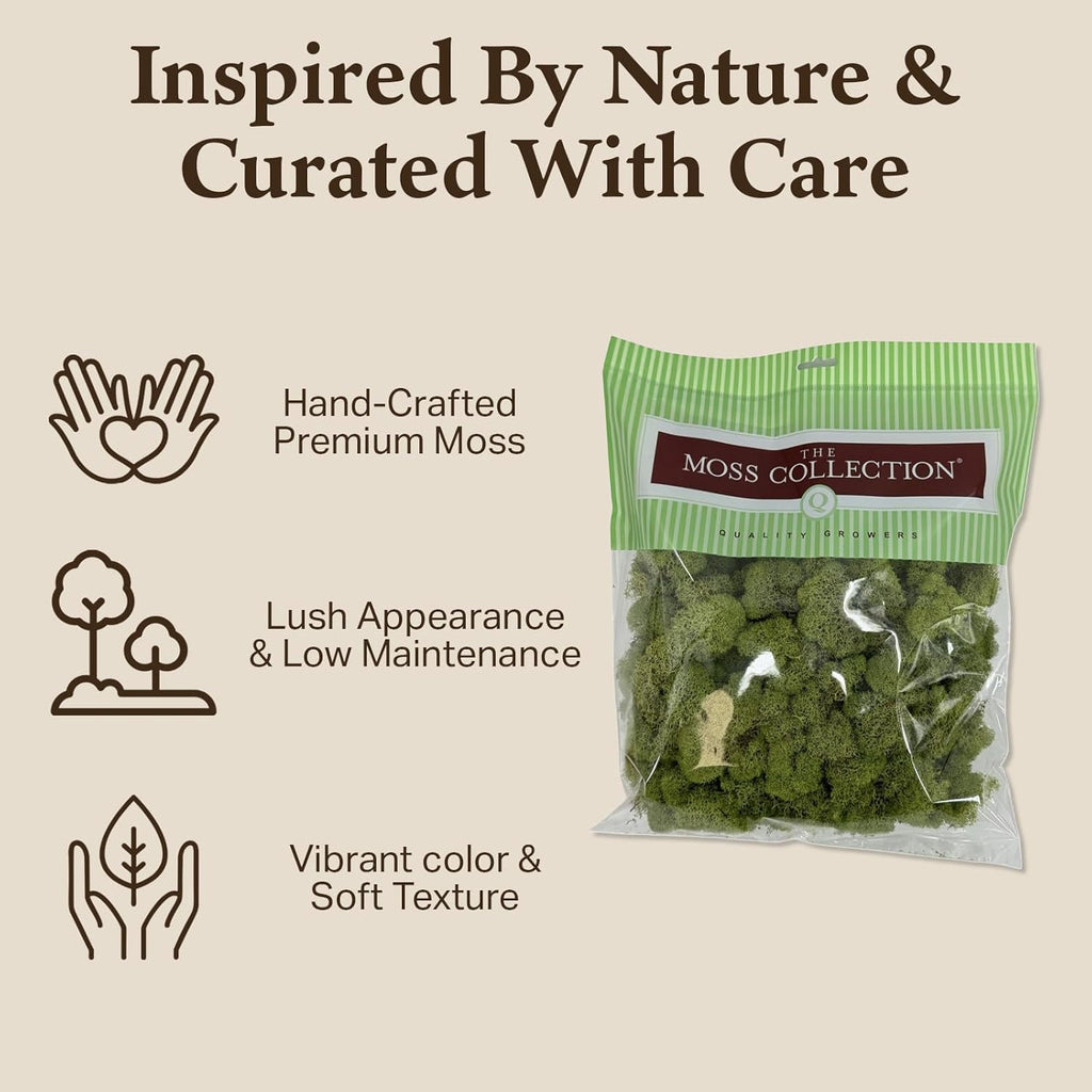 Quality Growers - Preserved Reindeer Moss - Moss for Crafts, Home Decor, Art, Design & DIY Projects - Non-Toxic - USA Made (Spring Green, Medium, 2-Pack)