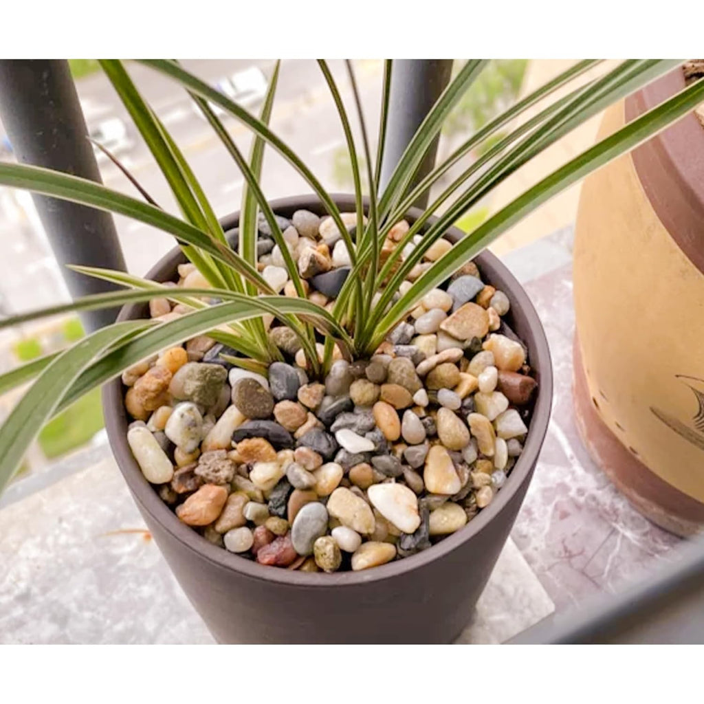 18lb 1/2" Polished Pebbles for Plants Potting,Succulents Aquarium Fish Tank Vases-Decorative River Rocks Garden Gravel Stones