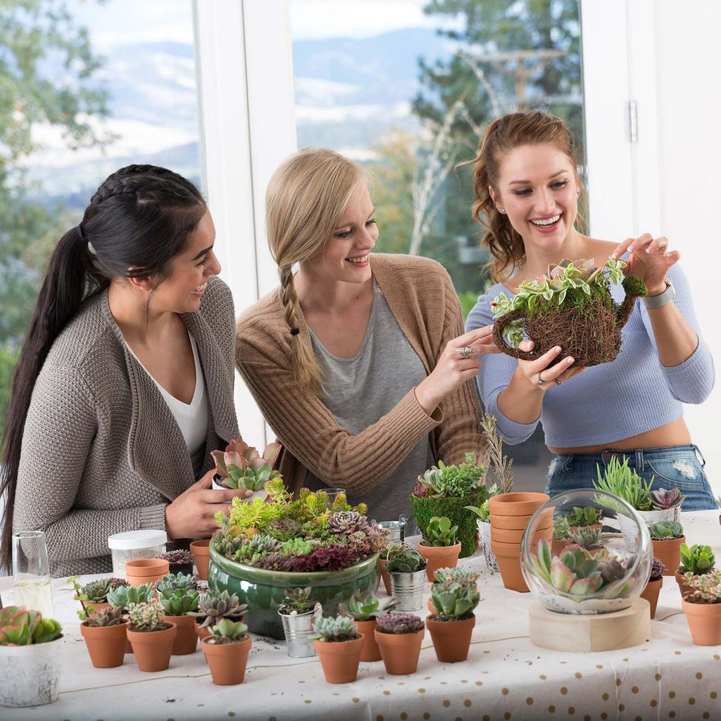 Mountain Crest Gardens Ultimate Succulent Variety Pack - 25 Unique Live Plants, Many Types, Rooted in 2 inch Pots - Indoor/Outdoor Real Succulents for Garden Decor, Favors, DIY Arrangements