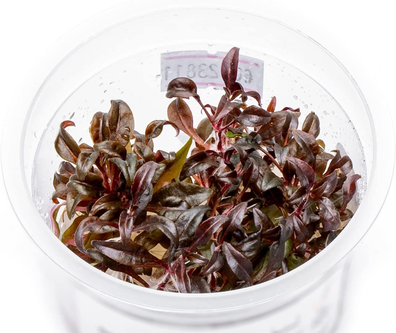 SubstrateSource Live Plant - Alternanthera Reineckii 'Mini' Red Stem Tissue Culture Aquatic Live Aquarium Plant - 100% Snail Free in Vitro Cup (AR Mini)