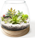 6 Inch Plant Glass Terrarium with Removable Wooden Base for Succulents Glass Bowl for Air Plant Cactus Moss (Plants not Included)