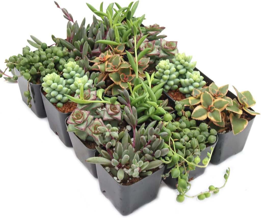 Mountain Crest Gardens Trailing & Strings Succulent Pack - 12 Live Plants in 2 Inch Pots - Real Succulents for Hanging Planters, Home Decor, and DIY Arrangements