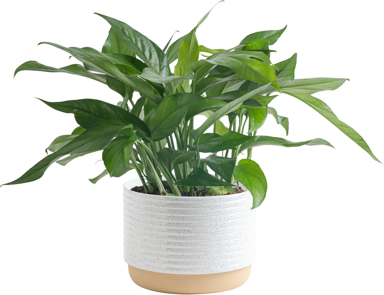 Costa Farms Baltic Blue Live Pothos Plant, Live Indoor Houseplant in Garden Plant Pot, Tabletop Home and Office Room Decor, 1 Foot Tall
