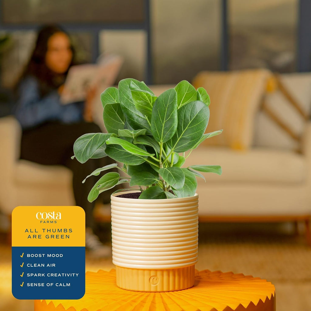 Costa Farms Ficus Live Plants in Decorative Pot, Indoor Houseplant, Assorted Variety, Perfect for Home, Room, or Office Decor, Great House Warming or Birthday Gift, 12-18 Inches Tall, Pack of 2