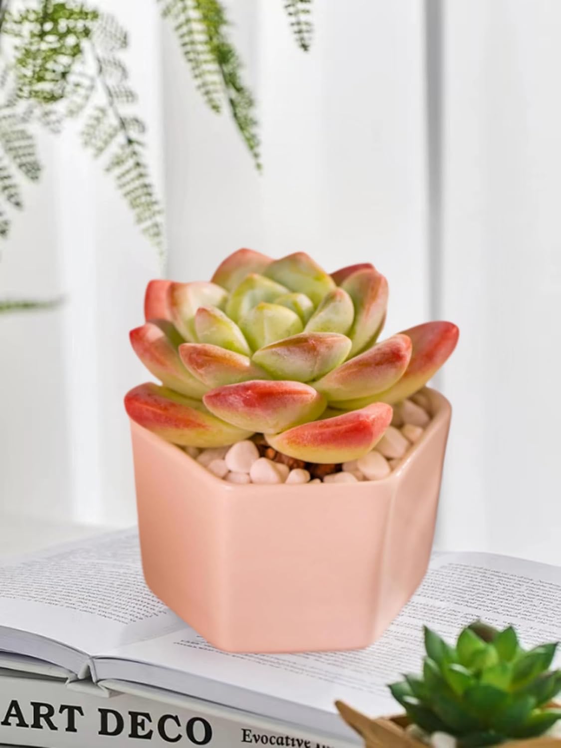 Echeveria Ice Green Rare Live Succulent Plants, Pink 1 Head 3.5" Live Plant, Package Without Pot & Soil, Placement on Garden Indoor Office Desk, Party Baby Shower Decoration, Friend Plant Lovers Gifts