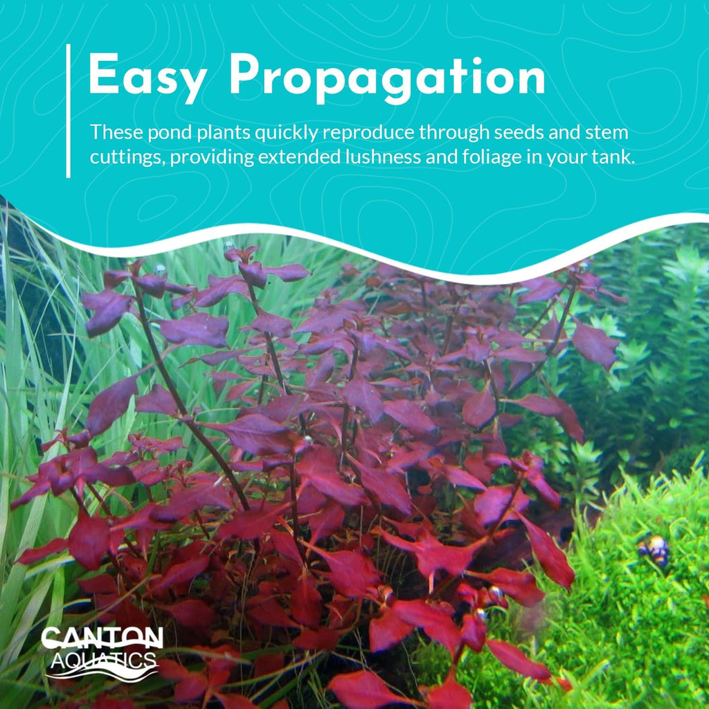 Ludwigia Repens Super Red Mini - Live Aquarium Plants - Easy Care Stem Plant for Fish Shrimp, & Planted Aquariums - Ideal Background, Midground Plant with Stunning Color - 2 Inch Pot