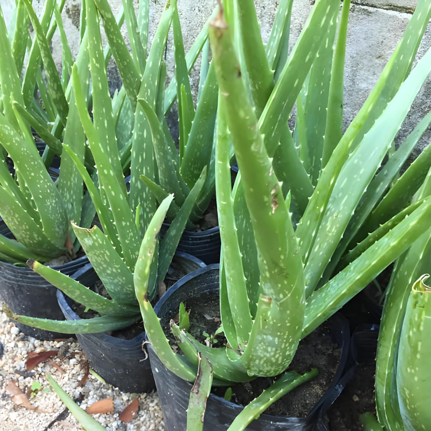 Live Aloe Plant for Planting | Aloe Vera Chinensis Plant in Size 2 Pot | Suitable for Home Garden, Office, and Outdoor Beds | Fully Rooted Houseplant for Indoor Décor, Easy Care & Gift Giving
