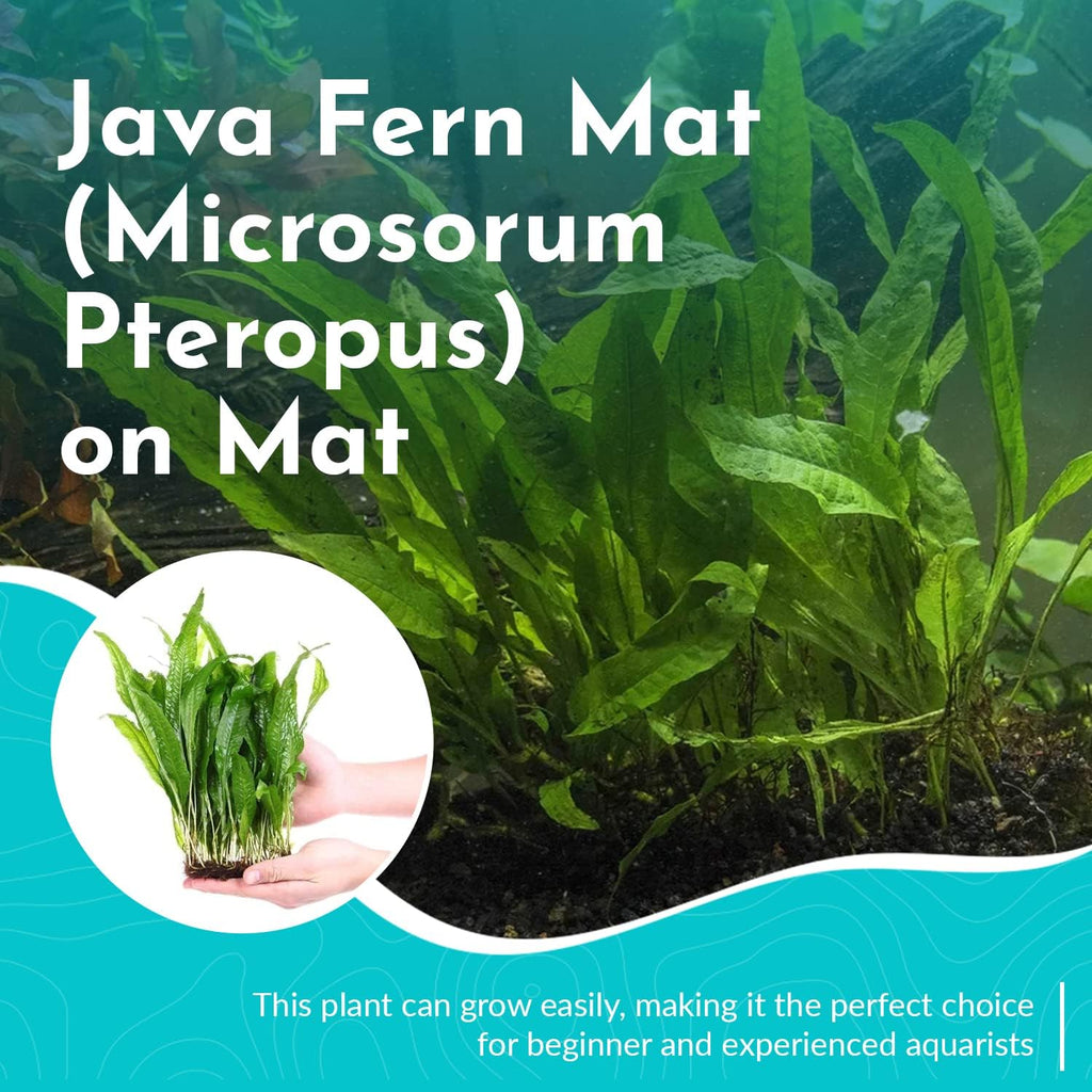 Live Java Fern Microsorum Pteropus on Mat Plant - Great for Modern Aquariums - Provides Shelter to Baby Fish - Fast Growth, Long Lasting & Easy to Care Aquatic Plants - Full Mat,Green
