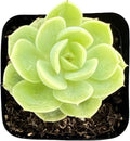 Sprout N Green Echeveria Honey Melon, Live Succulent Plant Fully Rooted in 2" Pots with Soil Mix, Real Houseplant for Indoor Outdoor Home Office Wedding Decoration Party Favor