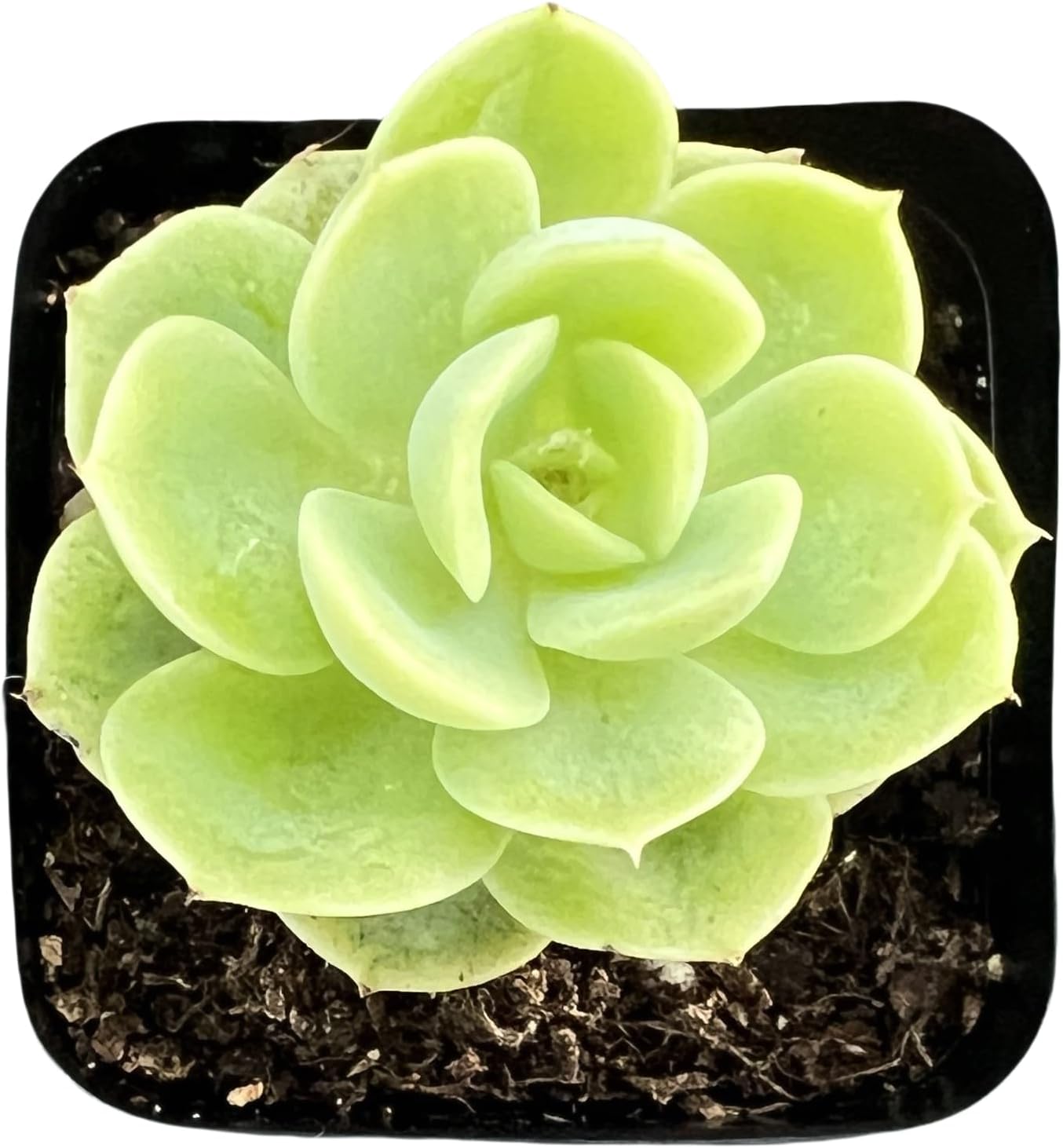 Sprout N Green Echeveria Honey Melon, Live Succulent Plant Fully Rooted in 2" Pots with Soil Mix, Real Houseplant for Indoor Outdoor Home Office Wedding Decoration Party Favor